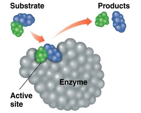 Enzymes I : Catalysis, Chemical catalyst, Biocatalyst, Deference between chemical catalyst and ...