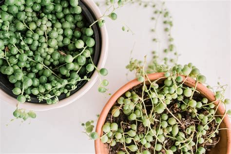 How To Grow And Care For String Of Pearls Plant