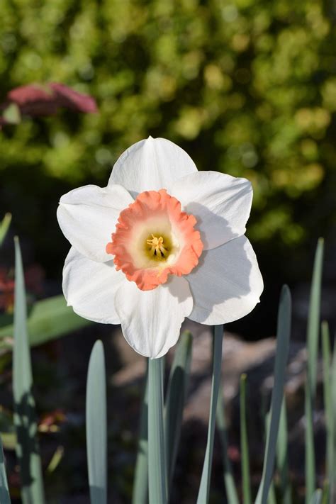 Gele Narcis Bloem Tuin Gratis Foto Op Pixabay Pixabay