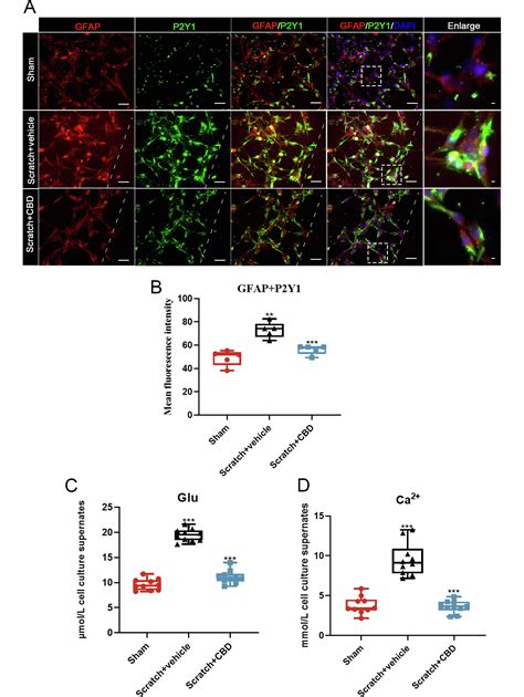 Purinergic Astrocyte Signaling Driven by TNF α After Cannabidiol