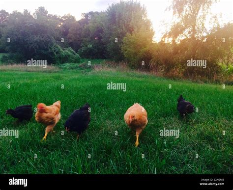 Free Range Chickens Farm Grass Hi Res Stock Photography And Images Alamy