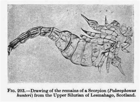 History Of The Earth April 12 Silurian Scorpion