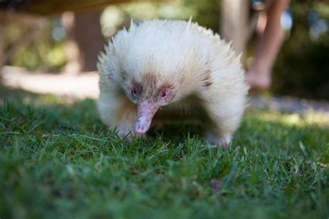 Meet Leo The Albino Echidna And Some Of His Albino Mates