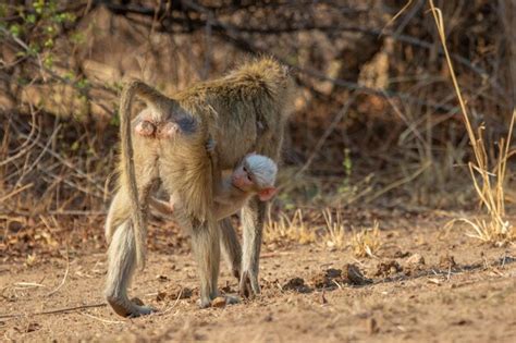 Premium Photo | Albino baby baboon catching a ride with mother