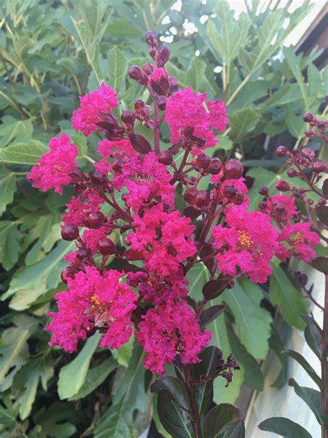 Lagerstroemia indica Pink Velour® - Xera Plants