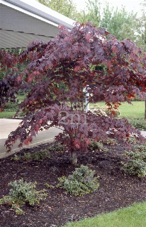 Japanese Maple Bloodgood Un Arbre Pour Mon Quartier