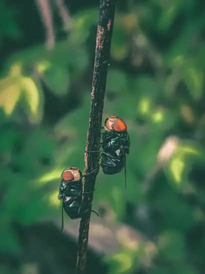 What Are Bot Fly Larvae? - pestwhisperer.com