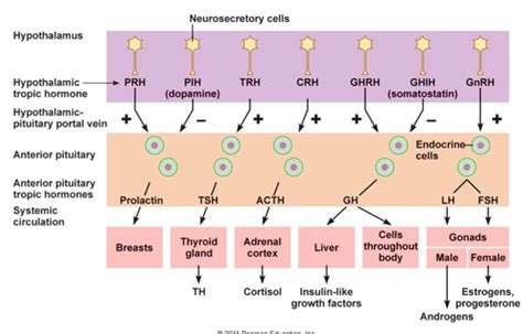 Hypothalamic Pituitary Hormones