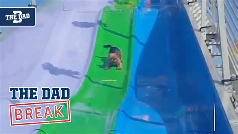 Dog Enjoys Huge Slide At Amusement Park | The Dad