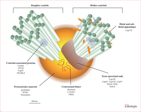 John Libbey Eurotext Virologie Viral Oncogenesis And Genomic