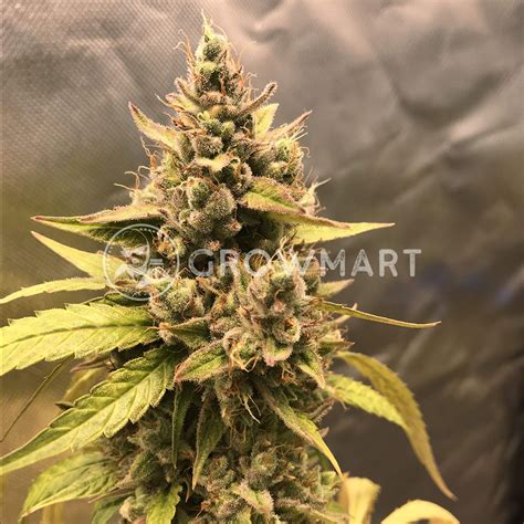 Sensi Seeds Black Domina Feminizované Semená Konopi Growmart Cz