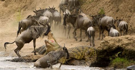 Snappy Escape Moment A Wildebeest Jumps Through The Jaws Of A Hungry