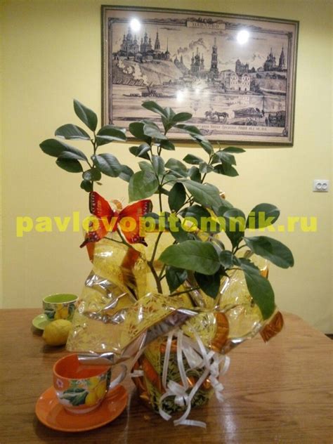 Саженцы лимонов из Павлово - Павловский Питомник
