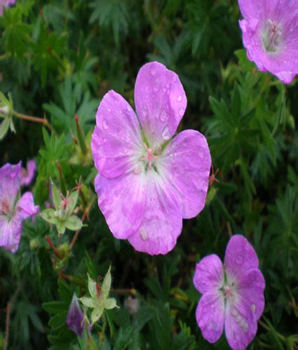 Geranium Sanguineum New Hampshire North Coast Perennials