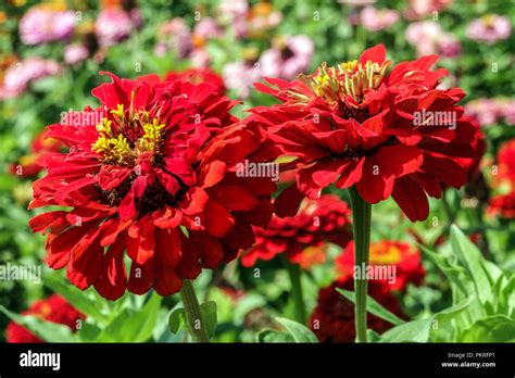 Red Zinnias flower Zinnias flowers Red Zinnia "Scarlet Flame" Red ...