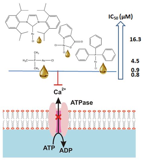 Inorganics Free Full Text The Ca2 Atpase Inhibition Potential Of