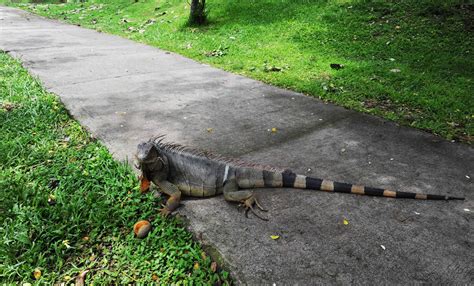 Why Iguanas Are Falling From Trees in South Florida : The Tico Times