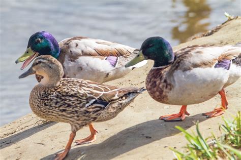 Ducks Kevin Duffy Flickr