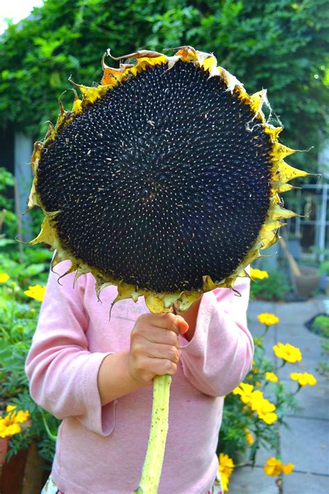 Sunflower seed Mix - Melbourne Foodforest