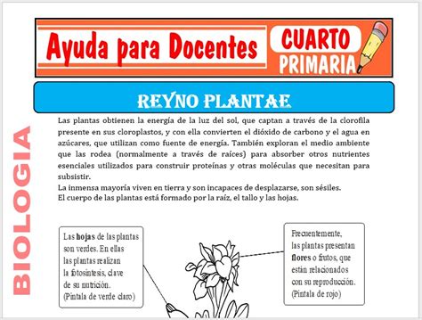 Reino Plantae Para Cuarto De Primaria Plantas Flores Gambaran