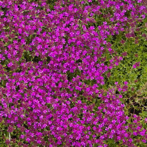 Plantes De Serpolet Magic Carpet Thymus Serpyllum T O G