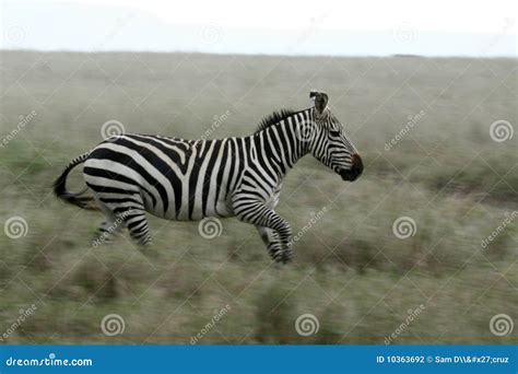 Zebra Running - Serengeti Safari, Tanzania, Africa Stock Photo - Image of east, savannah: 10363692