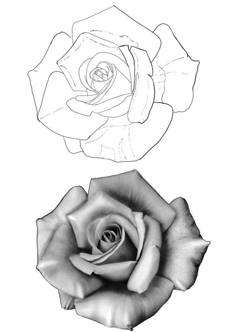 Pin On Nine Rose Drawing Tattoo Realistic Rose Tattoo Tattoo Design