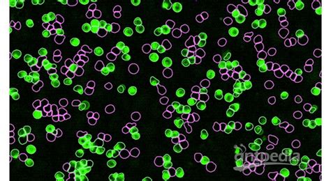 IncuCyte SX1活细胞分析系统 价格 仪器信息 分析测试百科网