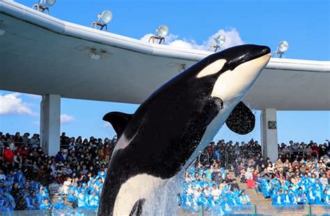 Kamogawa Sea World Aquarium Theme Park Located At The Boso Peninsula