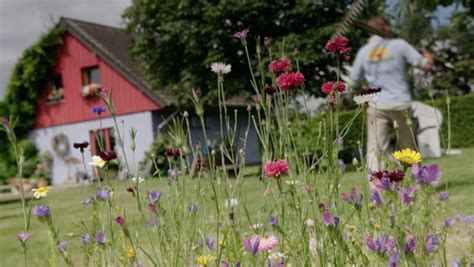 Eine Wildblumenwiese Anlegen Und M Hen Ndr De Ratgeber Garten