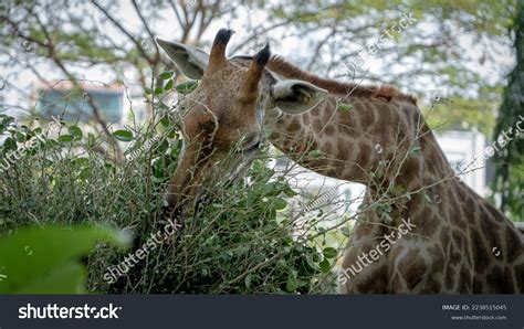 Giraffe Eating Grass Zoo Stock Photo 2238515045 | Shutterstock