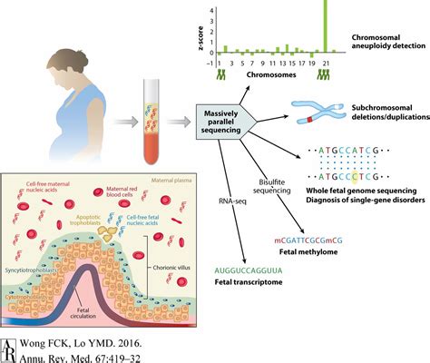 Noninvasive Prenatal Testing To Analyze The Fetal Genome Pnas