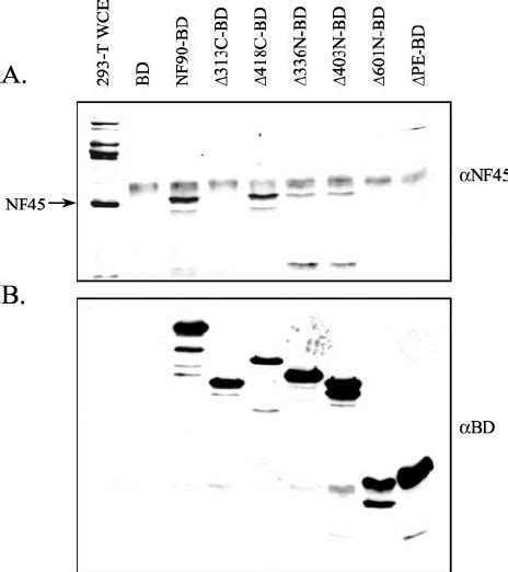 Complex Formation Between Nf90 Mutants And Nf45 Hu Man 293 T Cells In