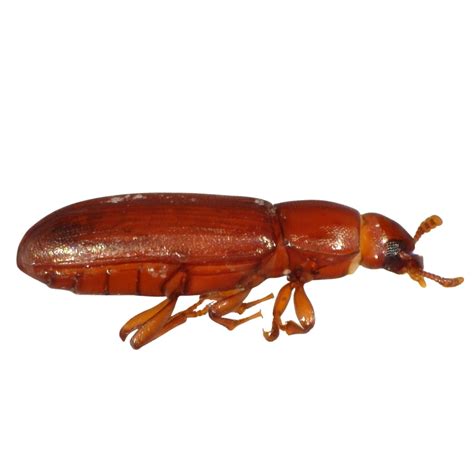 Red Flour Beetle — Insects Limited