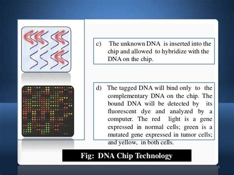 Dna Microarray Dna Chips