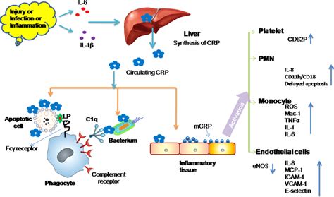 C Reactive Protein Crp High Sensitivity C Reactive Off