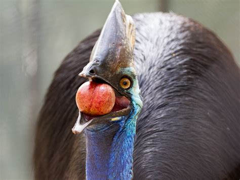 Cassowary Conservation :: Currumbin Wildlife Sanctuary