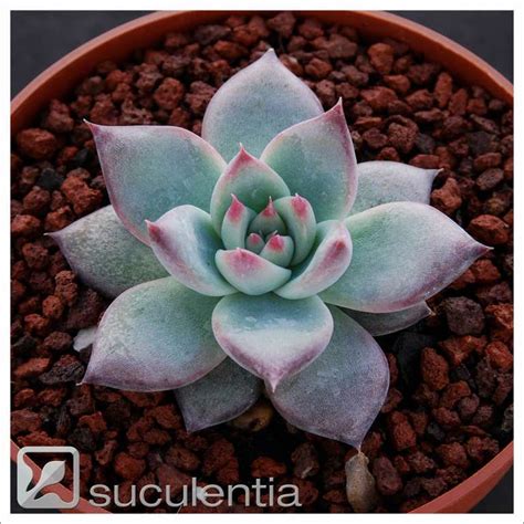 Echeveria Colorata Roof 1000 Seeds Suculentia Venta Online De