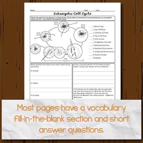 Meiosis Matching Worksheet Answer Key Amemyid