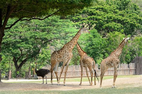 3 Days in Chonburi Itinerary: Discover Beaches, Temples, and Local ...