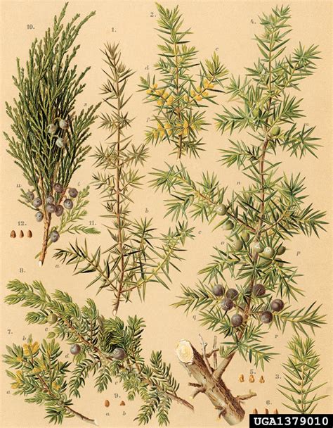 common juniper (Juniperus communis)