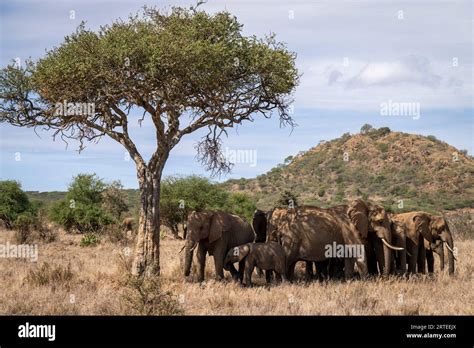 Herd Of African Bush Elephants Loxodonta Africana Standing In The