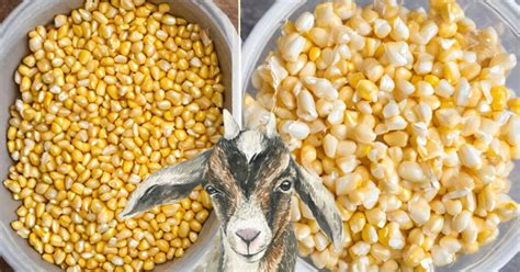 Cracked Corn Vs Whole Corn for Goats: 3 Powerful Facts