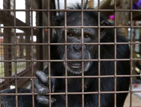 Sanctuaries Across US Prepare For Influx Of Lab Chimpanzees