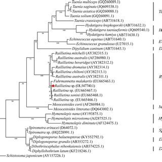 Phylogenetic Analysis Of Raillietina Sp Based On 18S RRNA Sequence