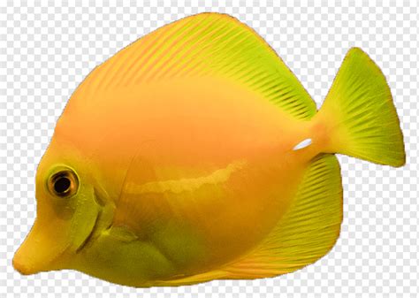 Underwater Fish Png