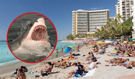 Atak rekina na plaży 26 latka zginęła na oczach własnego dziecka