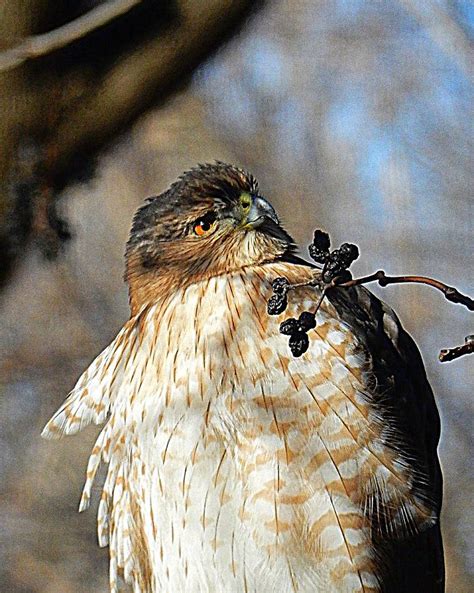 Coopers Hawk Photograph By Tom Strutz Fine Art America