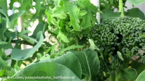 How To Grow Hydroponic Broccoli And Kale Outdoors