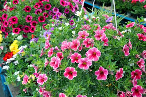 6 Fiori Estivi Resistenti Al Sole E Al Caldo Per Decorare Giardini